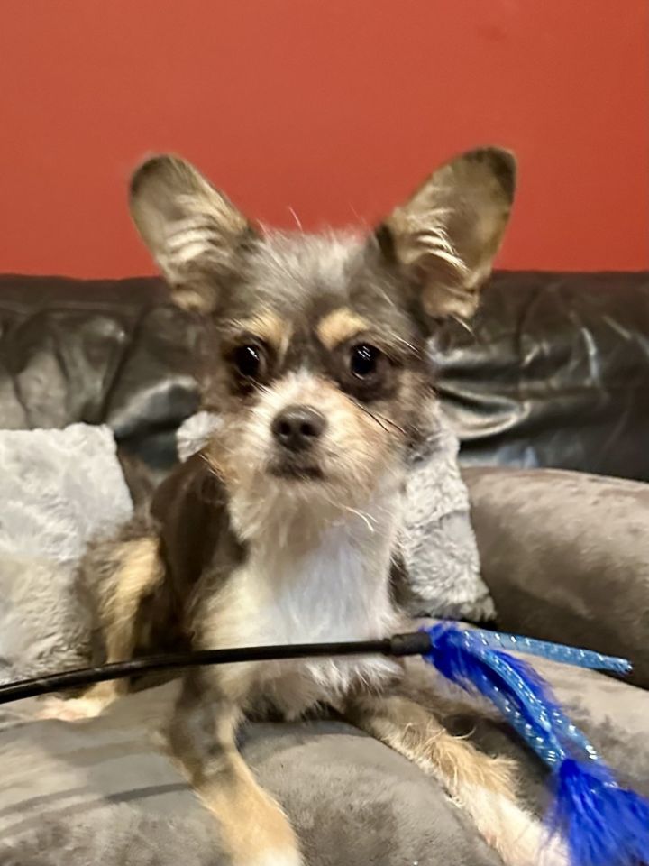 Gizmo 3