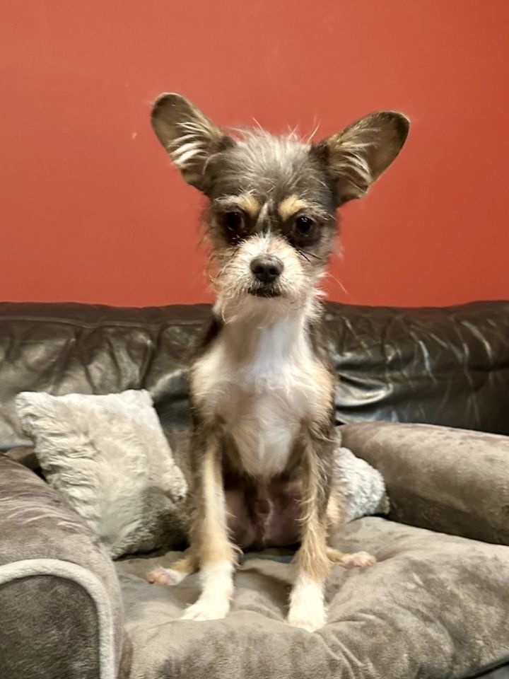Gizmo 4