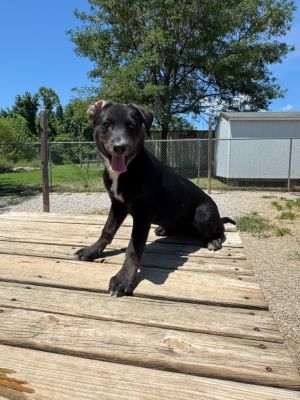 Sable, Baby Female Mixed Breed