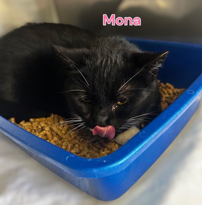 Mona