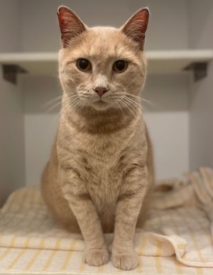 Porthos, Senior Male Domestic Short Hair