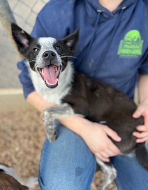Artemis, Young Female Cattle Dog