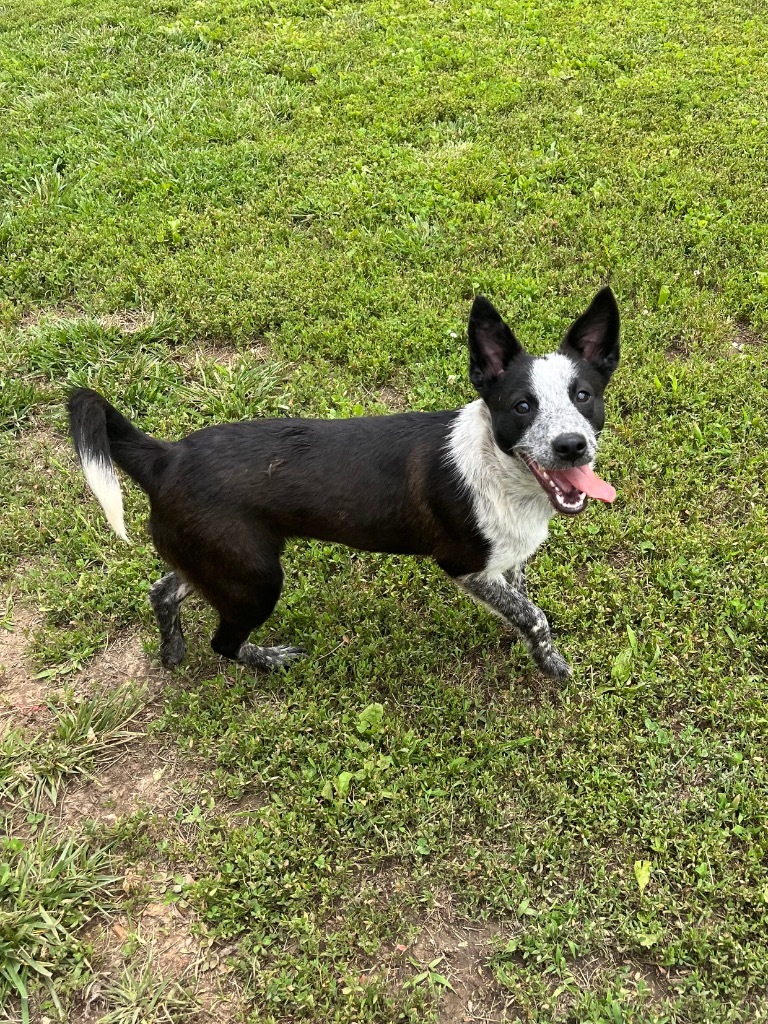 Artemis