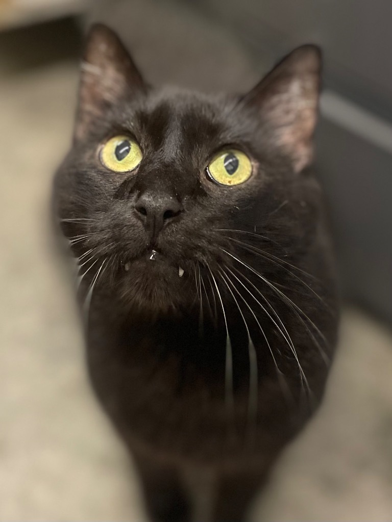 Sirius