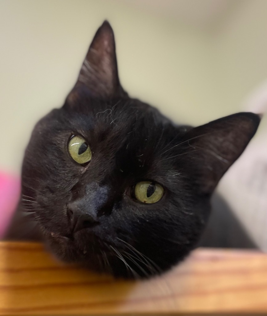 Sirius