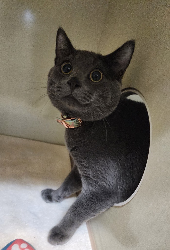 Floof, an adoptable Domestic Short Hair in Winnipeg, MB, R3H 0M1 | Photo Image 1