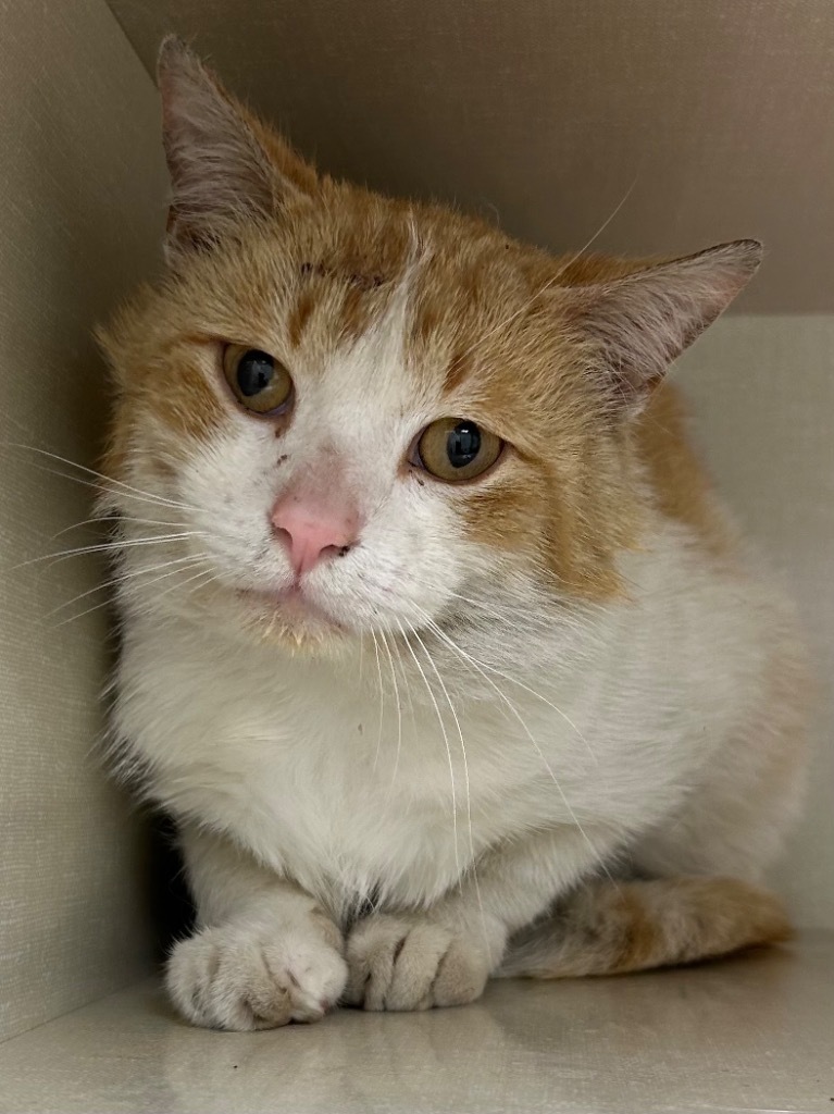 Bruiser, an adoptable Domestic Short Hair in Winnipeg, MB, R3H 0M1 | Photo Image 1