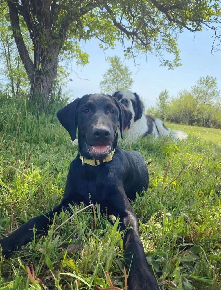 Summit, an adoptable Mixed Breed in Wausau, WI, 54401 | Photo Image 3