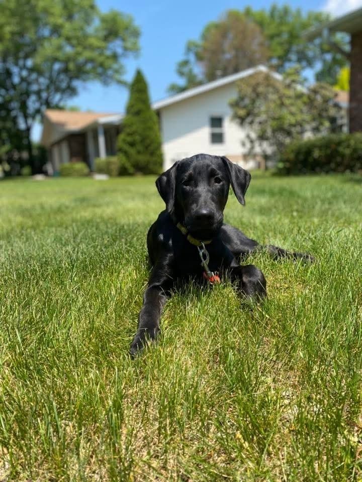 Summit, an adoptable Mixed Breed in Wausau, WI, 54401 | Photo Image 6