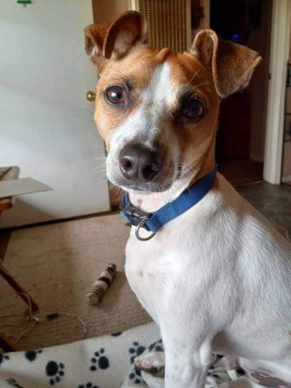 Freddy, an adoptable Parson Russell Terrier, Mixed Breed in Harbor Springs, MI, 49740 | Photo Image 1
