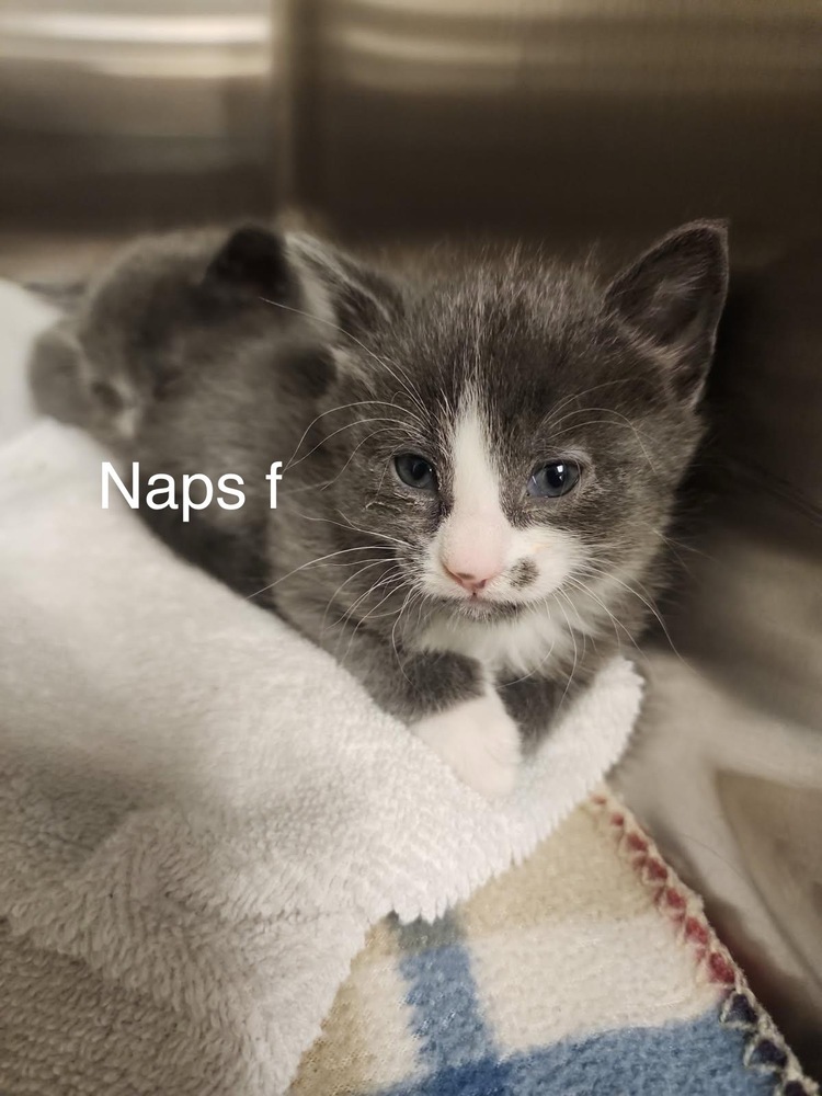 Naps, an adoptable Domestic Short Hair in Bend, OR, 97701 | Photo Image 1