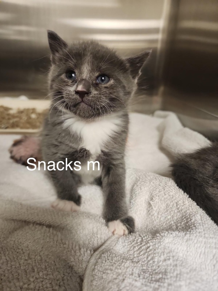 Snacks, an adoptable Domestic Short Hair in Bend, OR, 97701 | Photo Image 1