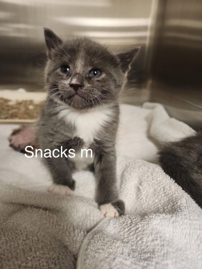 Snacks