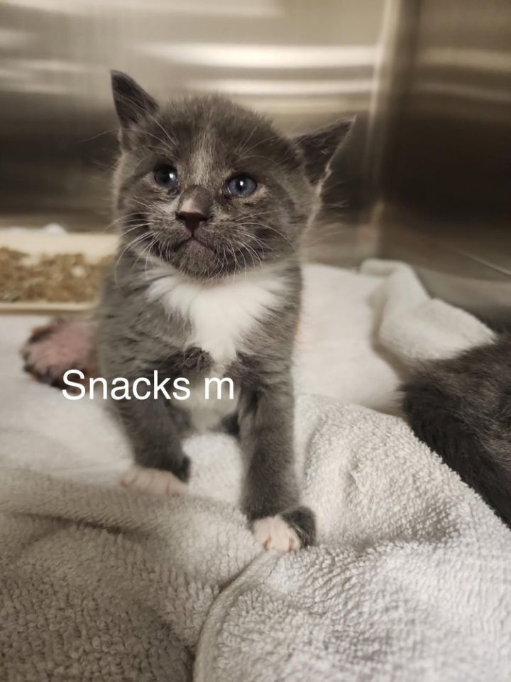 Snacks 1