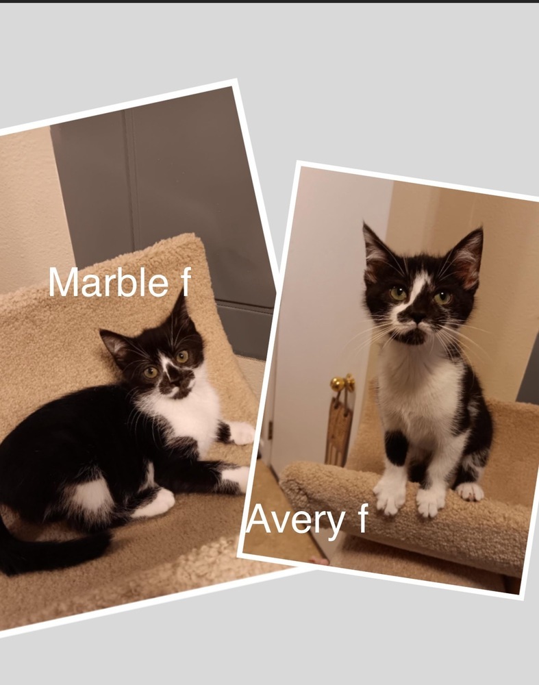 Marble, an adoptable Domestic Medium Hair in Bend, OR, 97701 | Photo Image 3