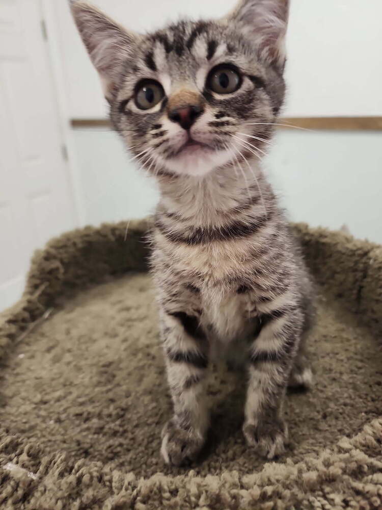 sheldon, an adoptable Domestic Short Hair in Bend, OR, 97701 | Photo Image 1