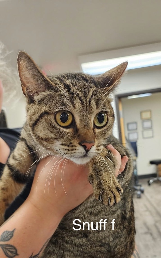 Snuff, an adoptable Domestic Short Hair in Bend, OR, 97701 | Photo Image 1
