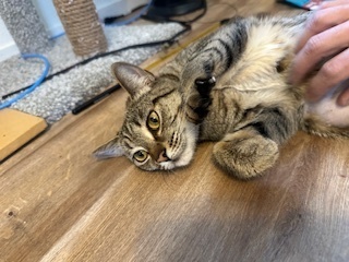 Snuff, an adoptable Domestic Short Hair in Bend, OR, 97701 | Photo Image 6