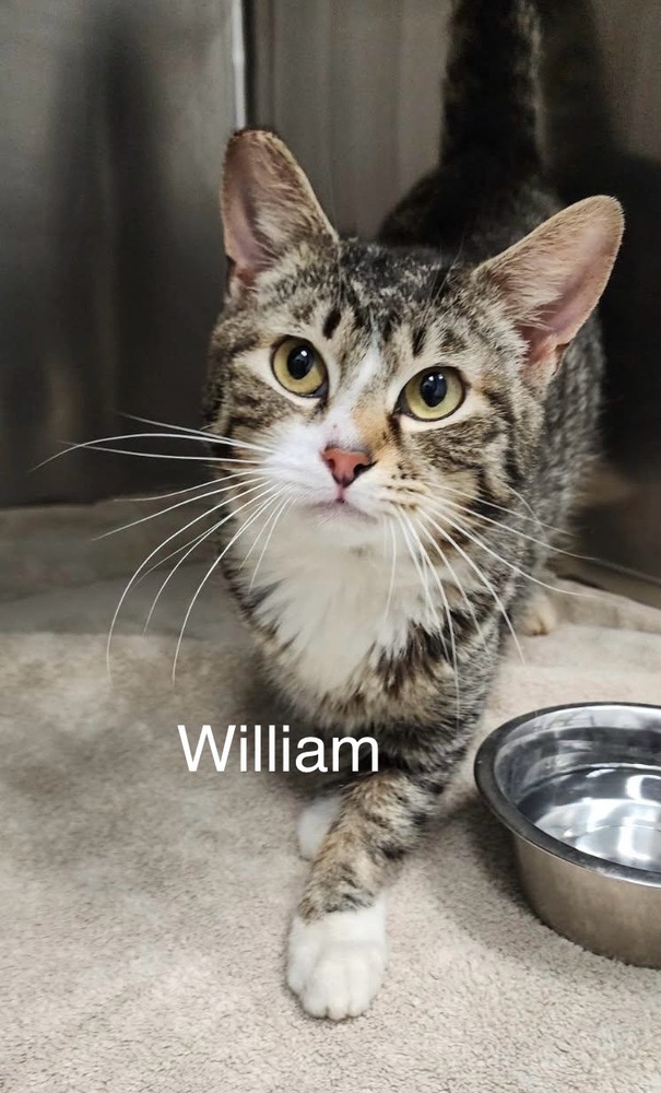 William, an adoptable Domestic Short Hair in Bend, OR, 97701 | Photo Image 1