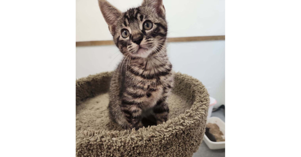 Raj, an adoptable Domestic Short Hair in Bend, OR, 97701 | Photo Image 1