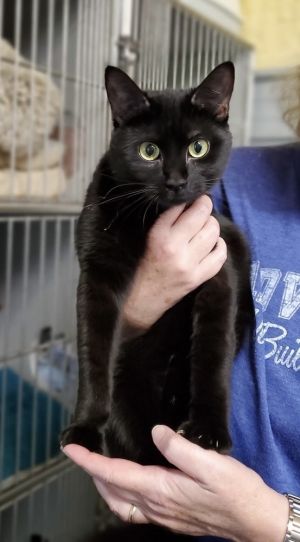 Boo, Young Female Domestic Short Hair