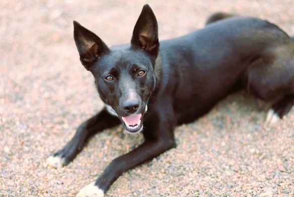 Kiwi, an adoptable Terrier in Webster, WI, 54893 | Photo Image 1