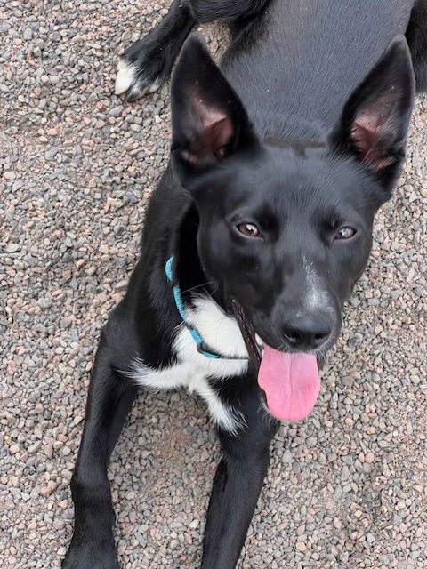 Kiwi, an adoptable Terrier in Webster, WI, 54893 | Photo Image 2