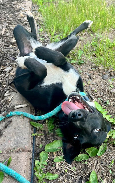 Kiwi, an adoptable Terrier in Webster, WI, 54893 | Photo Image 3
