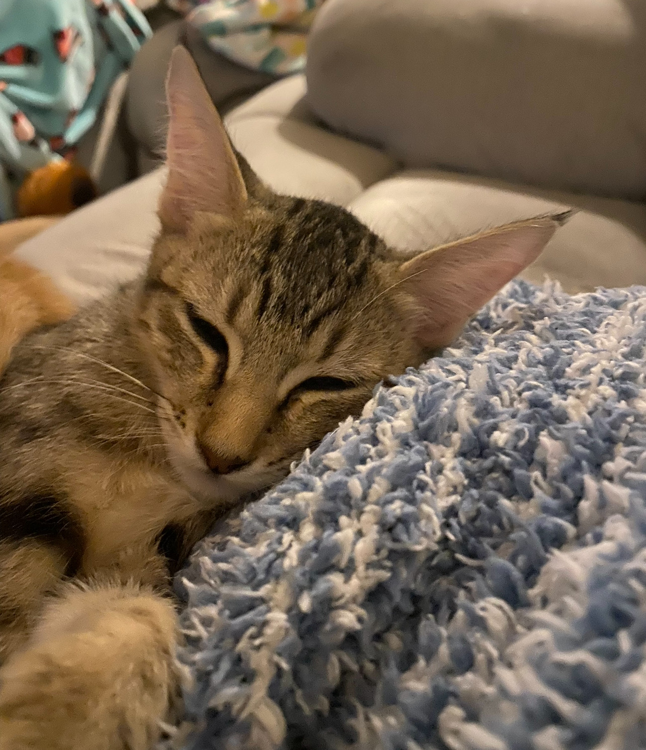 Tanner, an adoptable Domestic Short Hair in El Centro, CA, 92243 | Photo Image 1