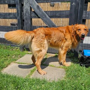 Maui, Adult Male Golden Retriever