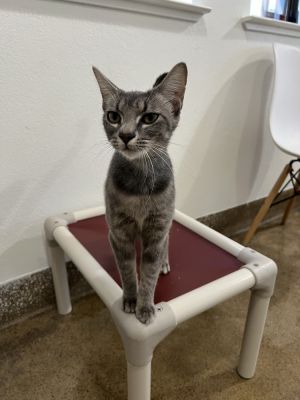 Mae