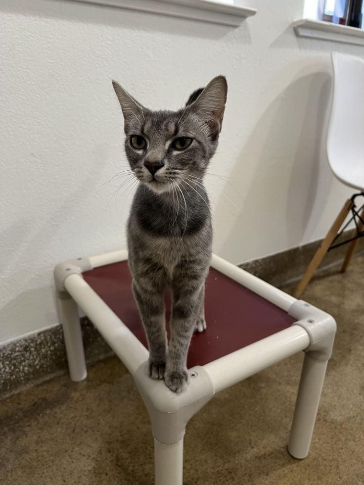 Mae 1