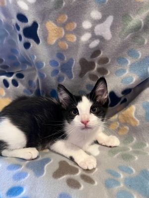 Moxie, Adult Female Domestic Short Hair