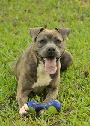 Tallulah was Tullamore 52223 American Staffordshire Terrier Dog