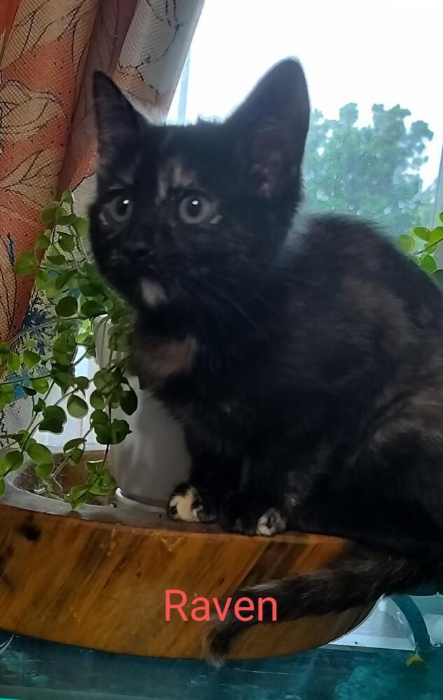 Raven, an adoptable Domestic Short Hair in Boone, CO, 81025 | Photo Image 1