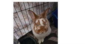 Mr. Pickles, Adult Male English Spot