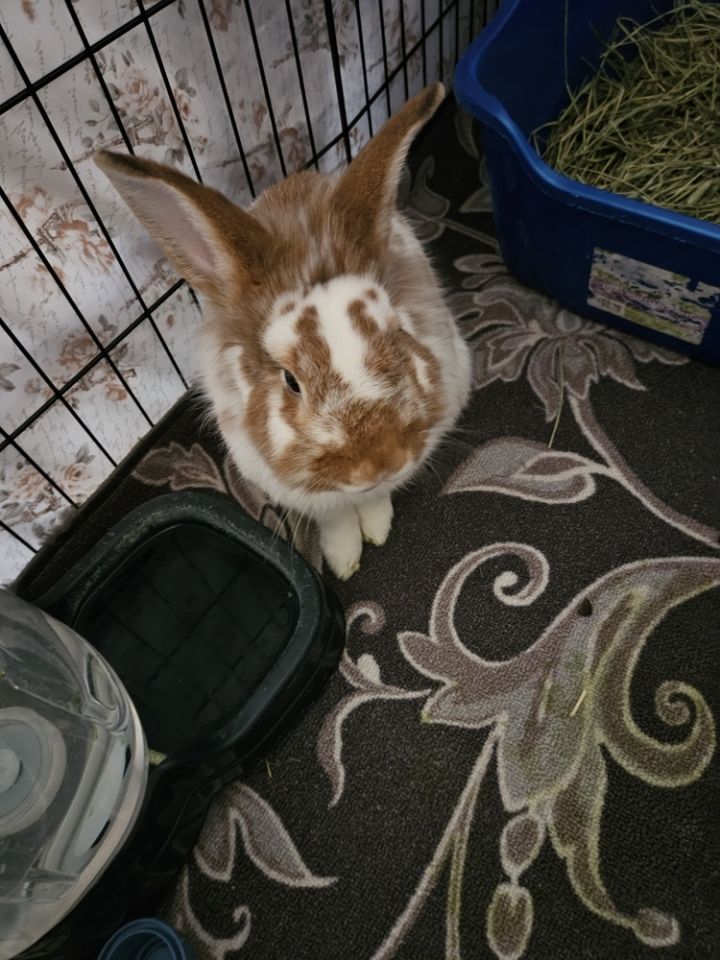 Mr. Pickles 2