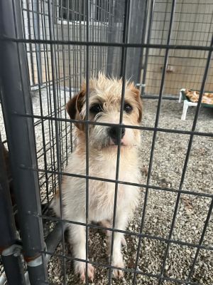 Chloe, Young Female Mixed Breed