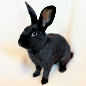 Nice to meet you Im Skippy Im a 7 month old neutered male large sized shorthaired rabbit that
