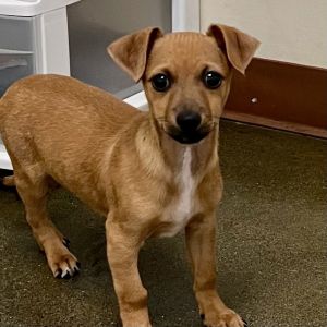 We have ChihuahuaPomeranian Mix puppies that are just ridiculously adorable and ready for their for