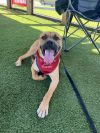 Tyson photo 1