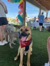 Tyson photo 2