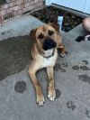 Tyson photo 3