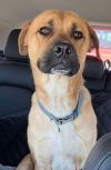 Tyson photo 6