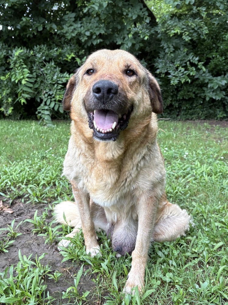 Daisy