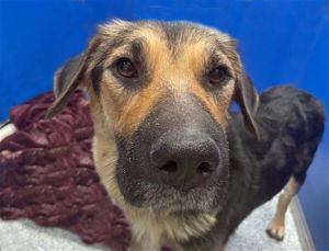 HERA*, Adult Female German Shepherd Dog