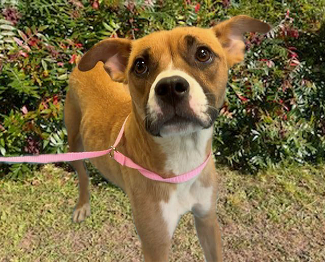 A872180, an adoptable Basenji, Boxer in Tucson, AZ, 85745 | Photo Image 1