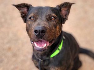 HEATHCLIFF*, Adult Male German Shepherd Dog