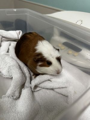 Penelope Guinea Pig Small & Furry