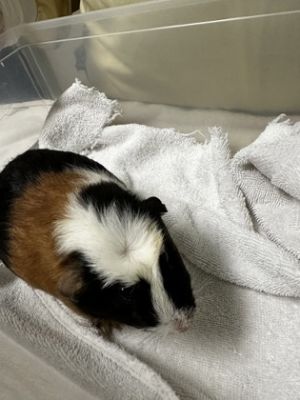 Mocha Guinea Pig Small & Furry